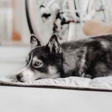 Tapis de voyage pour chien gris clair