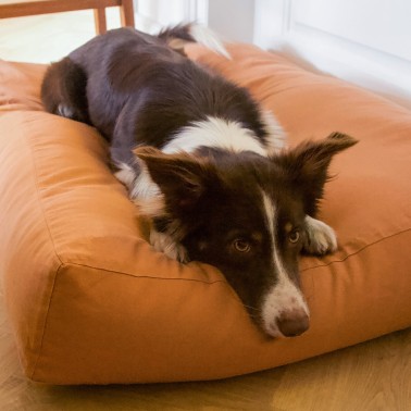 coussin design chien Hvad couleur camel