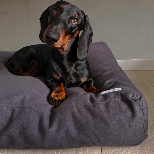 Coussin design pour chien Hvad