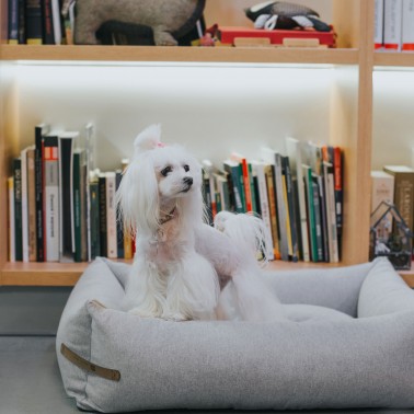 coussin chien gris clair