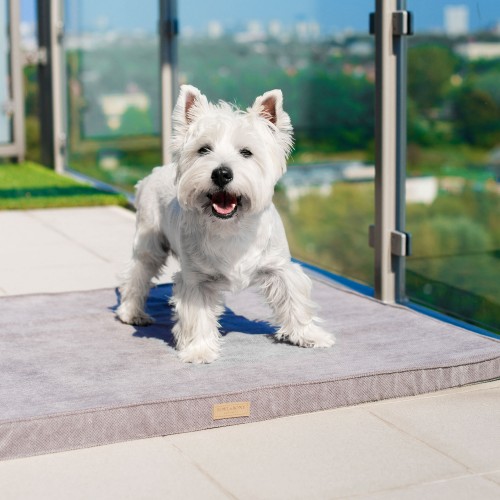 tapis confortable chien gris clair