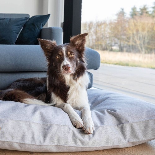 coussin chien gris