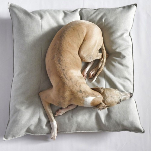 grand coussin chien lévrier