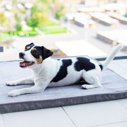 grand tapis pour chien design