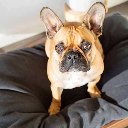 canapé bouledogue