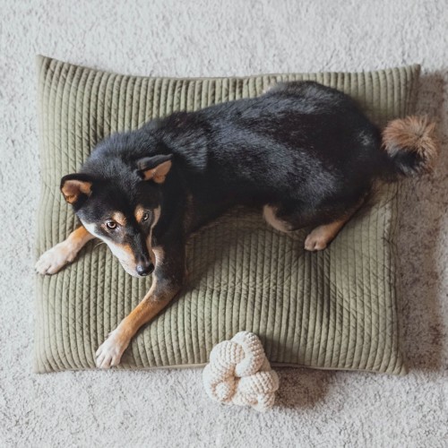 jouet chien lambwolf collective