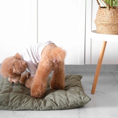 tapis chien design