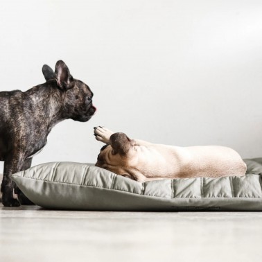 coussin chien bouledogue