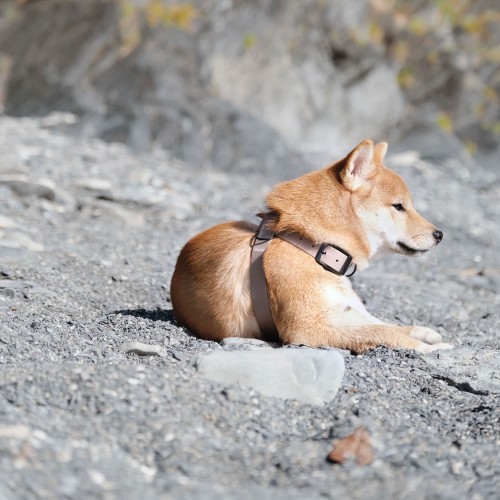 harnais pour chien