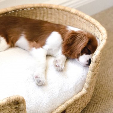 panier cavalier king charles