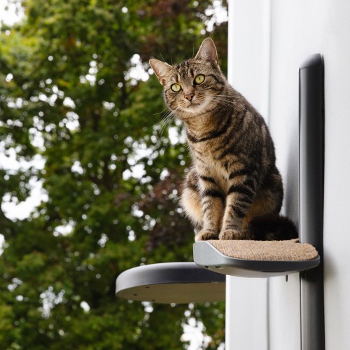 grand arbre à chat extérieur