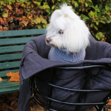 joli sac de voyage chien