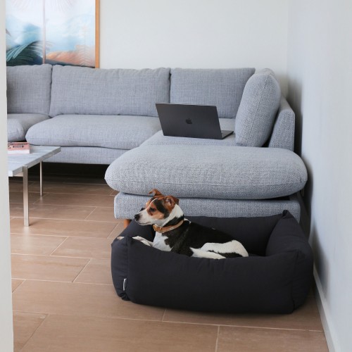 coussin chien jack russell