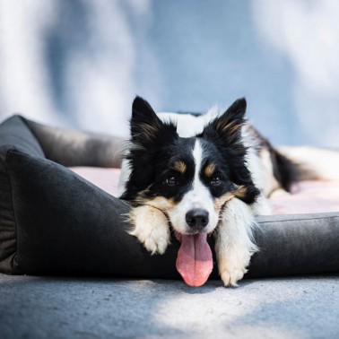 Panier chien écologique