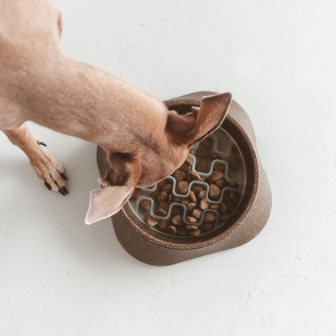 gamelle design anti-glouton pour chien