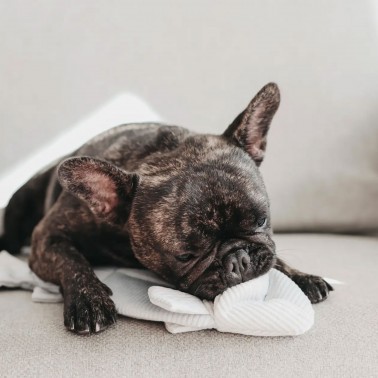 Trouut - Jouet de fouille et d'enrichissement pour chien, forme poisson