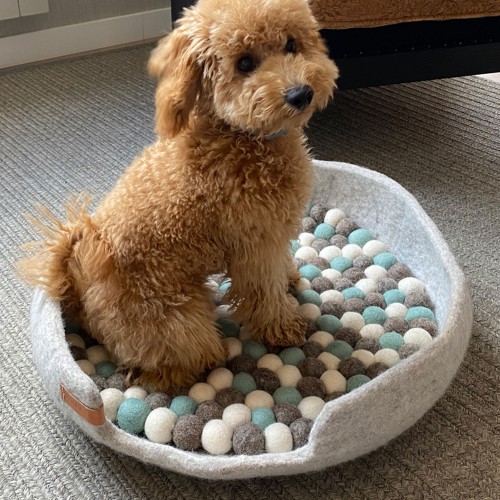 panier petit chien apaisant