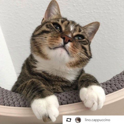 Etagère hamac design pour chat coussin taupe Kissa