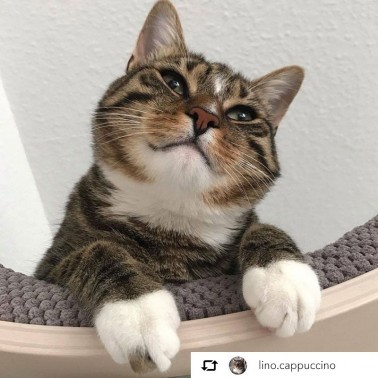 Etagère hamac design pour chat coussin taupe Kissa