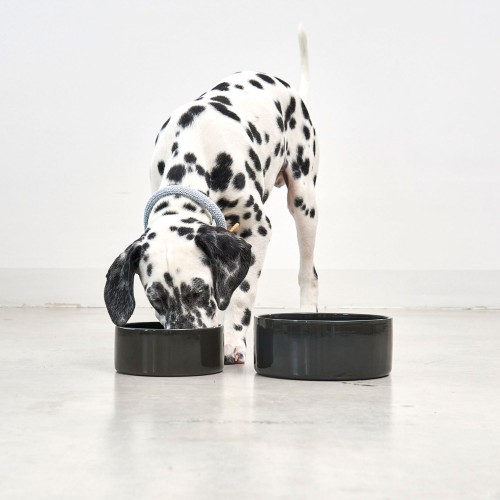 gamelle chien déco dalmatien gris anthracite