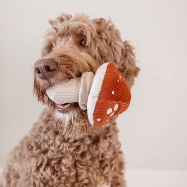 joli jouet pour chien