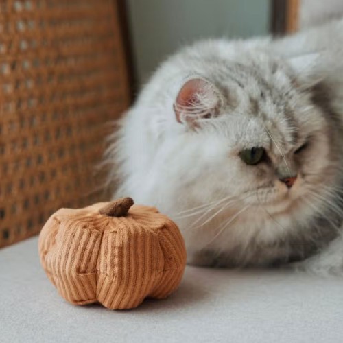 jouet chat halloween citrouille