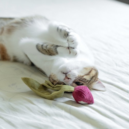 jouet chat Lambwolf Collective