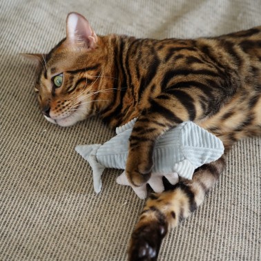 jouet chat poisson chat bengal