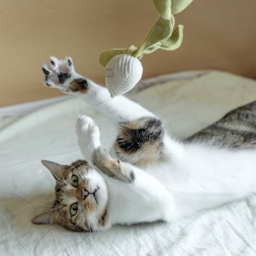 jouet chat d'occupation radis crème