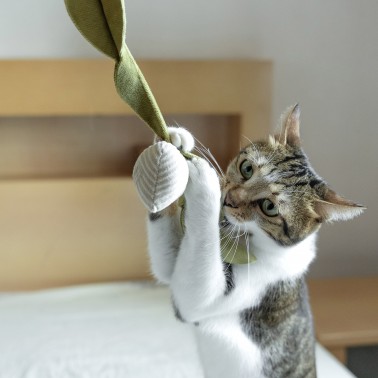 joli jouet herbe à chat