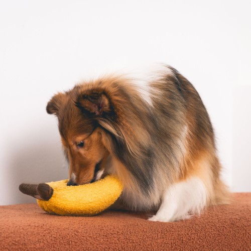 jouet occupation chien jaune banane
