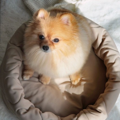 panier rond petit chien