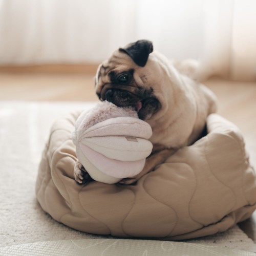 lit rond pour chien