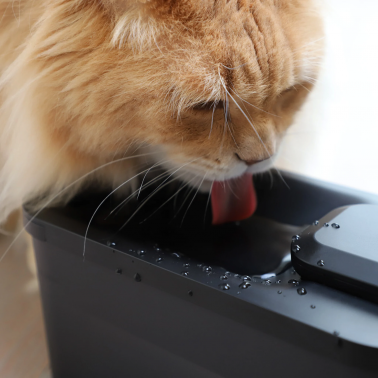 bienfaits fontaine à eau chat