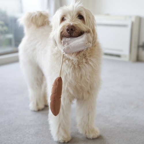 Mini baguette jouet d'occupation pour chien