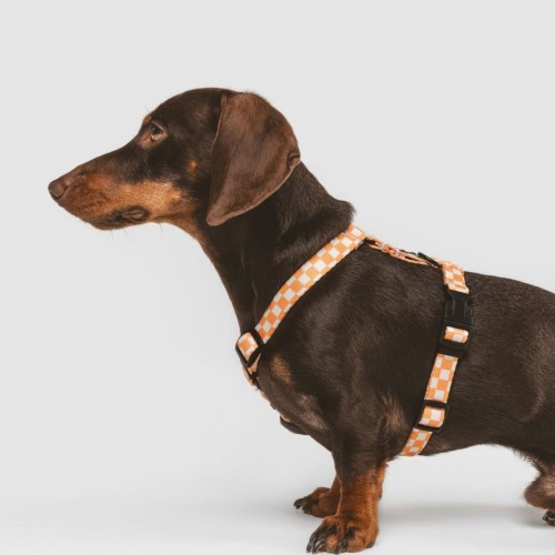 Harnais pour chien carreaux pêche