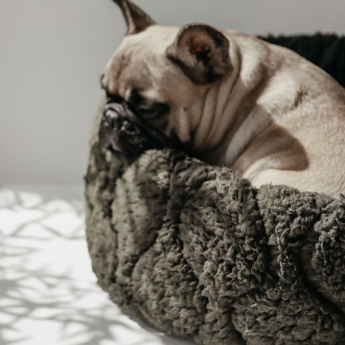 panier chien carlin