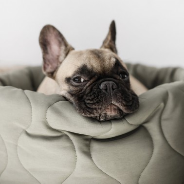 lit chien Taart vert de gris