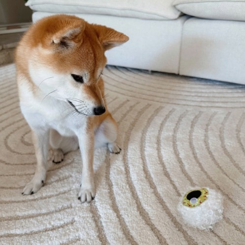 Jouet chien Halloween Lambwolf collective Jouet chien Halloween Lambwolf collective