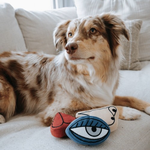 jouet sensoriel chien Arty