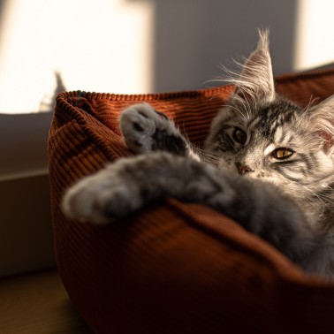 meilleur panier chat