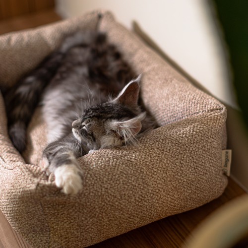 meilleur panier chat