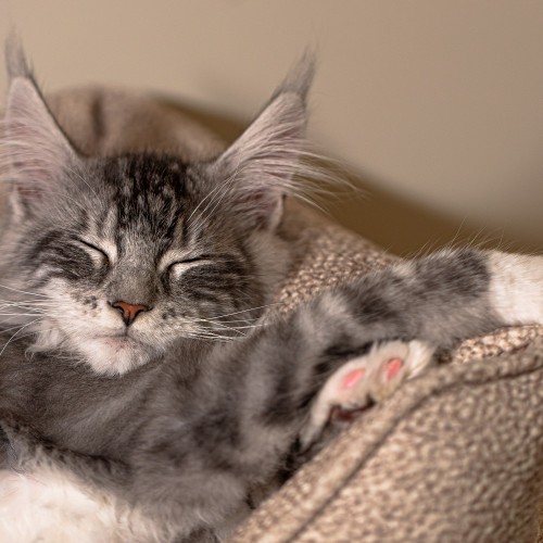 panier chat maine coon