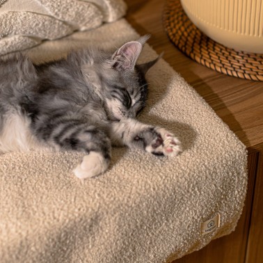 couverture chat bouclette