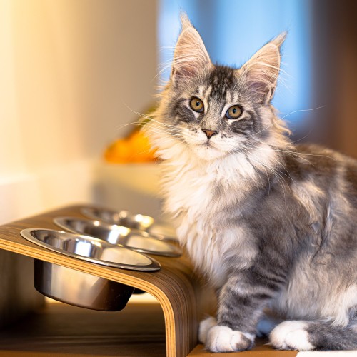 gamelle chat maine coon