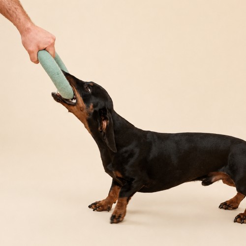 jouet de traction anneau chien sully