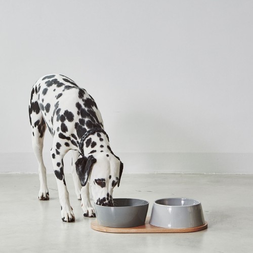 Gamelle design pour dalmatien