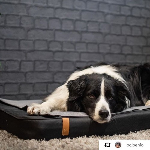 Matelas orthopédique pour chien Patja gris et noir