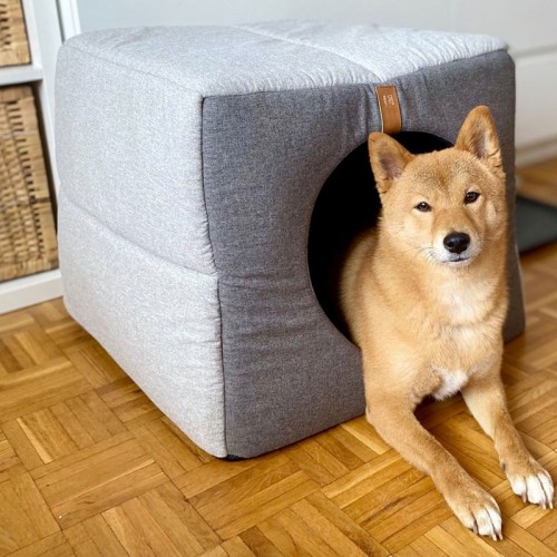 Grande niche intérieur design gris clair pour chien shibainu