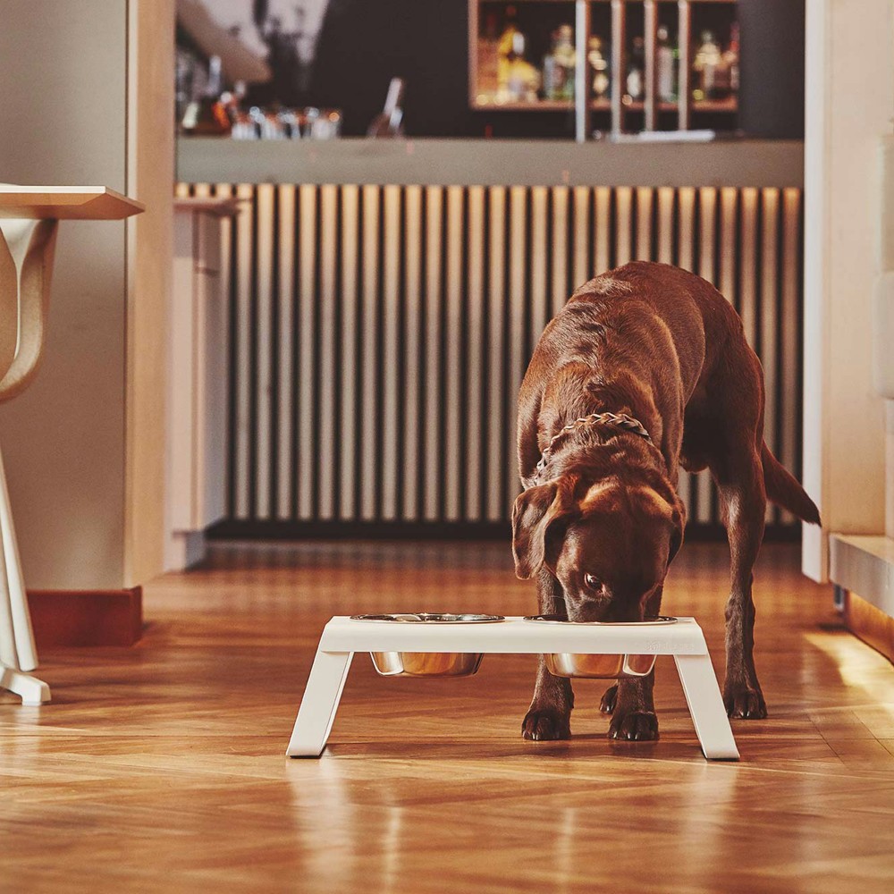 Gamelle pour chien surélevée Miacara Desco métal blanc
